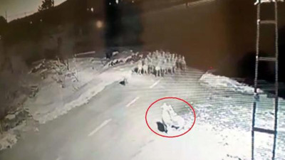 Kurtlar gecenin karanlığında koyun sürüsüne böyle daldı. Mahalleli kendini siper etti
