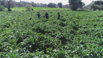 Günde 1 enginar yemek vücudu zımba gibi yapıyor. Kilo verdiriyor karaciğeri yeniliyor