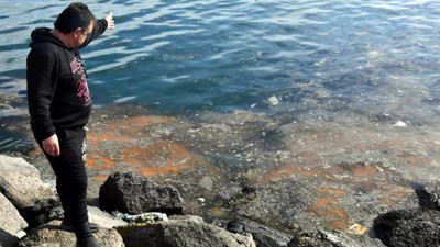 Marmara Denizi'nde görülmeye başladı