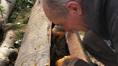 Sakarya'da çürük ağacı kesince tam ortasında buldu. Belgeselde gördüklerini kendisi yaşadı