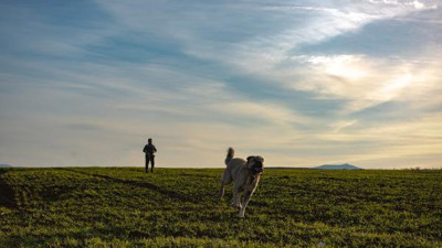 Gün boyunca kangal ve tüfeklerle nöbet tutuyorlar