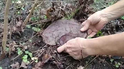 Doğa yürüyüşü yaparken şans eseri buldu. İmparatorların ölümsüzlük iksiri