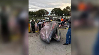 Sahilde sabah yürüyüşü yapanların önüne çıktı. Derisini inceleye inceleye bitiremediler