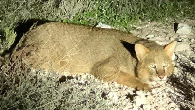 Nesli tükenmekte olan Saz kedisi görüntülendi