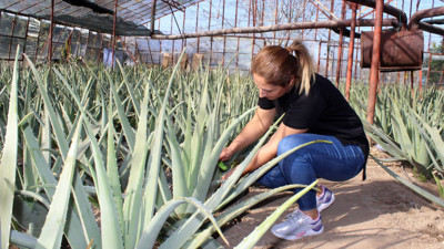 Ölümsüzlük bitkisi aleo vera cildi yeniliyor yaraları kapatıyor