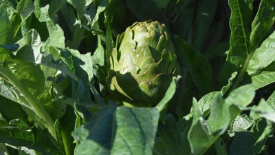 Taze enginarın adedi kaç para biliyor musunuz. Hasat başladı marketçiler vatandaşa bıyık altından kaytan kaytan bakmaya başladılar
