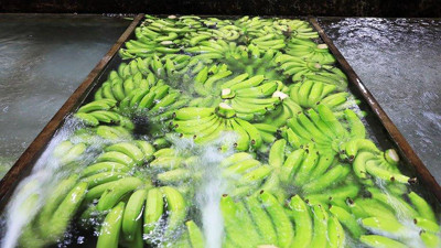 Dalında yeşil sofrada sarı. Muz üç günde böyle renk değiştiriyor