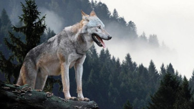 Vahşi kurt, donmak üzereyken hayatını kurtaran avcıya öyle bir teşekkür etti ki