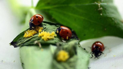 Almanya ekolojik denge için böcekleri koruma yasası çıkarıyor