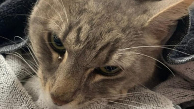 Zehirli yılanla uzun süre boğuştu. Kahraman kedi 2 çocuğu ölümden korudu