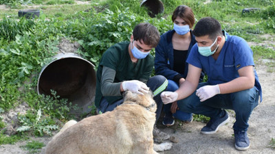 Mersin'de vurulmuş halde bulunan köpek tedavi altına alındı