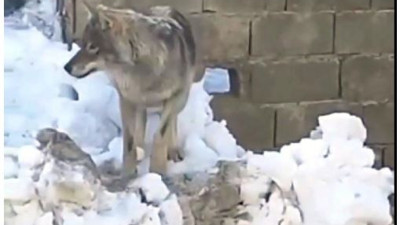 Hakkari'ye inen Kurtlar yiyecek aradı