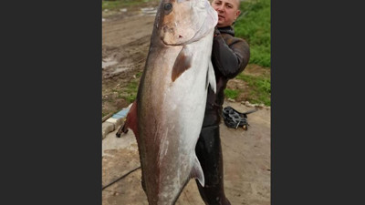 23 metreye dalıp özel zıpkınla vurdu. Boyu kadar balığa tek atış