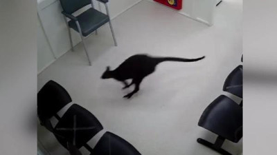 Hastanede davetsiz misafir