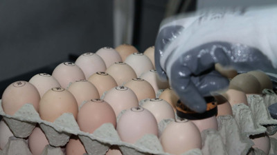 Tavuk yumurtasında büyük aldatmaca. Yumurta alırken çok dikkat edin