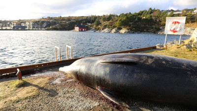 Balinanın karnını deşip baktılar içinden çıkanlara inanamadılar
