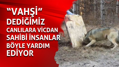 Kendi hayatlarını riske atıp vahşi canlıların hayatlarını böyle kurtardılar