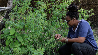 Zimbabve'de milyonlarca kişinin ölmesini önledi. Mucize bitkiyi içtiler koronayı yendiler