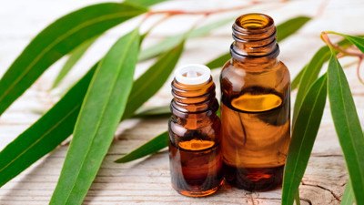 Birçok hastalığa şifa oluyor adeta doğal dezanfektan. Korona virüs salgınında talepler yüzde 200 arttı