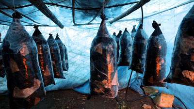 Gaziantep hobi olarak başladı şimdi paraya para demiyor. Evinin bahçesindeki çadırda üretiyor