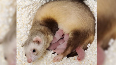 Otuz yıl önce ölen hayvanın genleriyle klonlandı. Nesli tükenme tehlikesindeydi