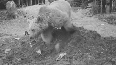 İnekle karnını doyuran ayının yaptıkları fotokapana yakalandı