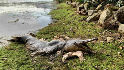 Timsah kostümlü dev balık gölde ortaya çıktı. Dev çenesi ve keskin dişleri var