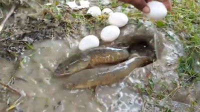 Akılalmaz balık avlama yöntemi. Suya yumurta kırdı saniyesinde balıklar doluştu