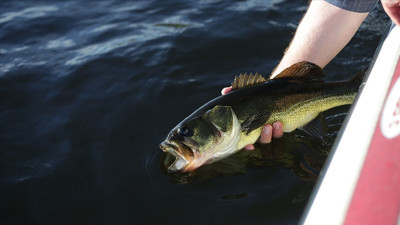 Nehir balıkları tehlike altında