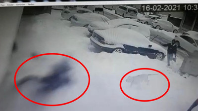 İstanbul Ataşehir’de pitbull dehşeti. Kız çocuğunu azgın köpeğin dişlerinin arasından çekip aldı