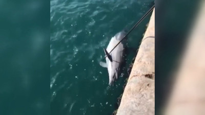 Karaköy'de üzerinde ağ izleri ve kurşun delikleri olan ölü yunus bulundu. Vicdansız ahlaksızlar