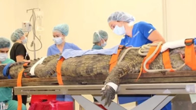 ABD'li cerrahlar midesinden çıkardı. Aç timsah tek hamlede yuttu