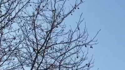 İzmit'te insanın tüylerini diken diken eden olay. Karga Allahu Ekber dedi uyanlar inanamadı