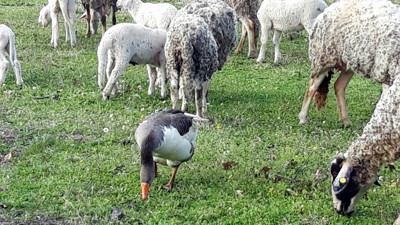Koyunlara ağabeylik yapan kaz. Görmeyen inanmıyor. Çıkardığı sesler ile komuta ediyor
