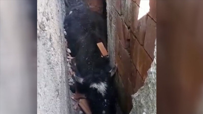 Köpekten kaçan ineğin başına gelmeyen kalmadı