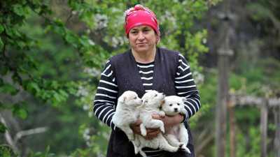 Tonya finosu coğrafi işaret yolunda. Nesli tükenme tehlikesi altında