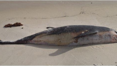 Mozambik'te 80 yunus kıyıya vurdu