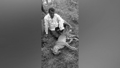 Üzerine atlayan leopar ile ölüm kalım savaşı. Daha önce 3 insanı parçalamıştı