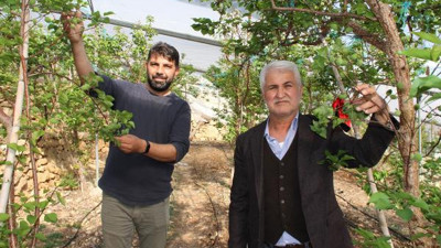 Çöpe atılıyordu şimdi kilosu 100 lira. Mersin'de yetişiyor tüm ülke kapışıyor