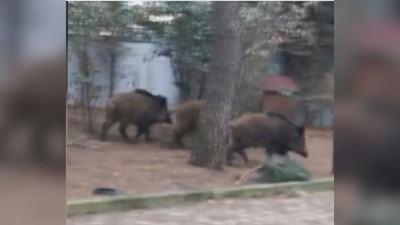 İstanbul'un göbeğine domuzlar indi