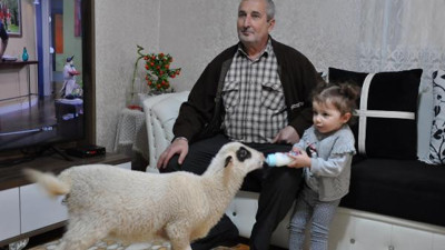 Annesinin emzirmediği kuzuyu biberonla besliyor