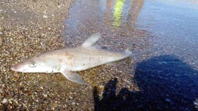 Bodrum'da kıyıya köpekbalığı vurdu