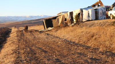 TIR kaza yaptı inekler kaçtı