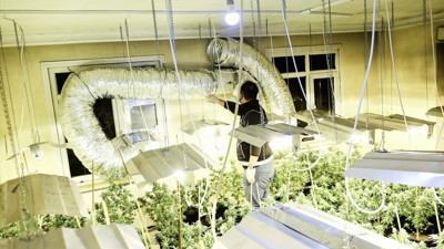 Seraya çevirdiği dairede marihuana ele geçirildi