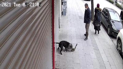 Hatay'da azgın pitbull kediyi parçaladı. Kim bu katil köpekleri durduracak