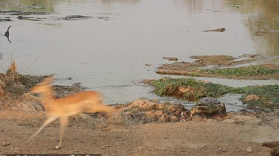Nehirde aniden ortaya çıktı! Timsahın dişleri arasından son nefeste kurtuldu