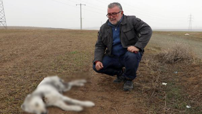 Eskişehir'de 6 aylık yavru öldürülmüş bulundu
