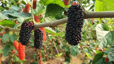 Virüsleri vücuttan atıyor kanı pırıl pırıl yapıyor. Yiyemiyorsanız suyunu için