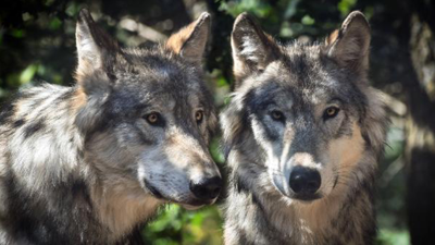 Amerika'da katliam. Kabileler koruyor, avcılar öldürüyor