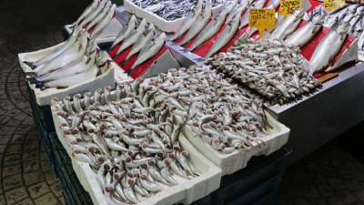 Hamsi azaldı. Yerini mezgit ve barbun aldı